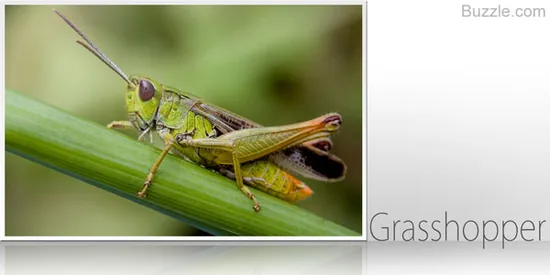 Grasshopper in close-up, showing powerful hind legs