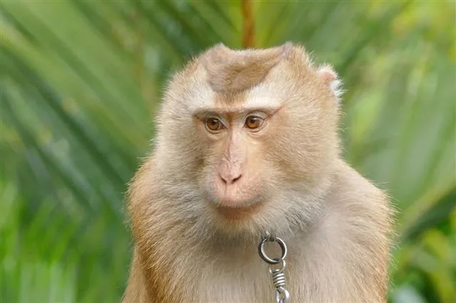 Macaque in Thailand