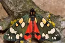 Types of Moths: A Guide to the 9 Major Families