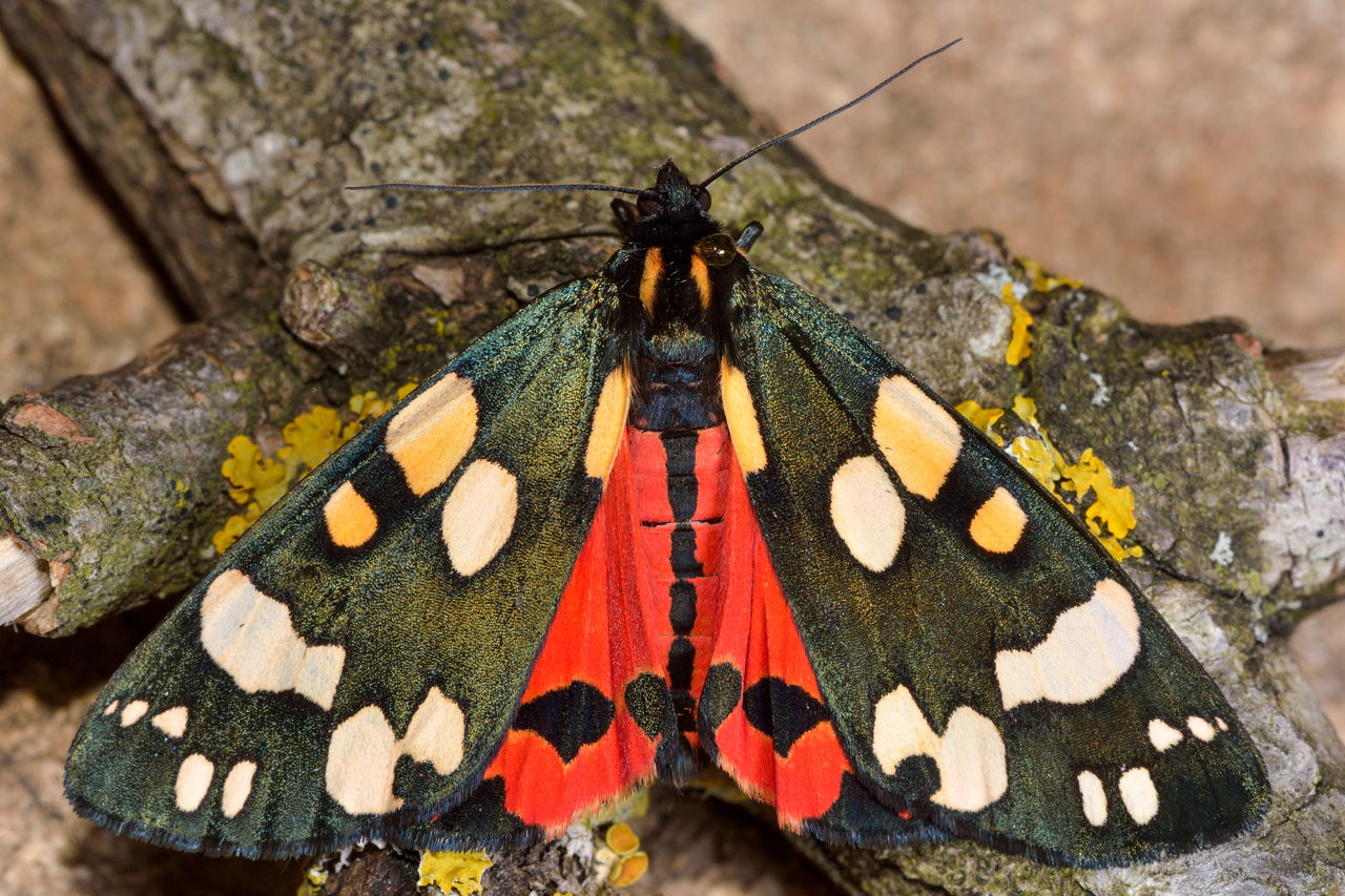 A moth with dark green wings patterned with cream spots and a bright red underwing rests on a lichen-covered branch.