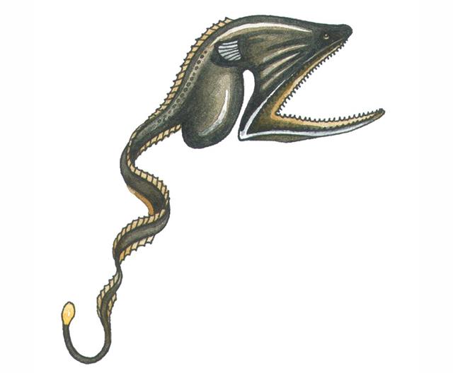 A Saccopharyngiformes fish (the order to which gulper eels belong) photographed in the deep sea