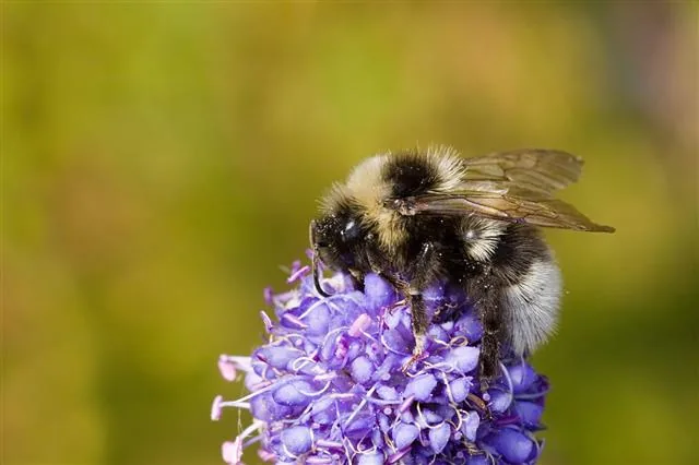 A pale-colored bumblebee drone resting on a leaf