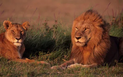 A male and female lion pair resting side by side