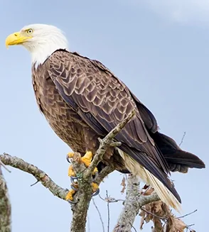 Bald eagle with white head feathers