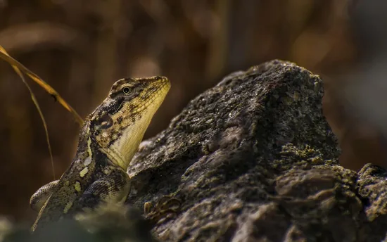 Night Lizards (Xantusiidae)