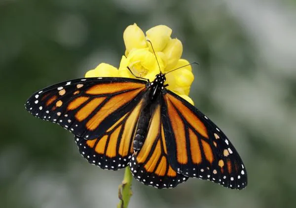A brightly colored butterfly resting on a flower