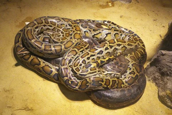 Reticulated Python, a nonvenomous snake