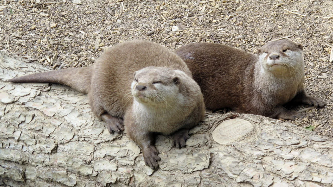 A female ferret