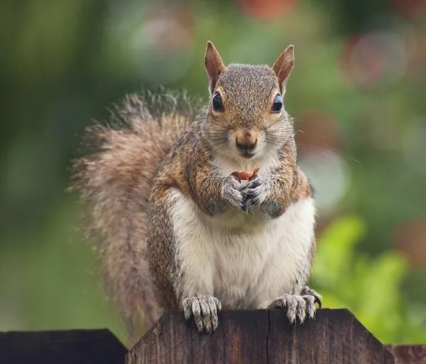 A squirrel eating a peanut, squirrels have a flawless memory and are cunning enough to fake food burial to fool rivals