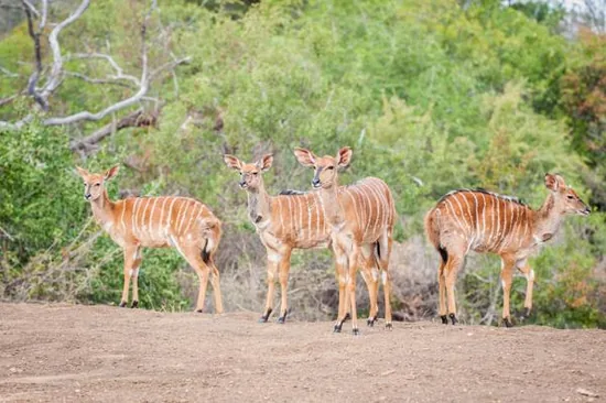 A herd of striped nyala antelope