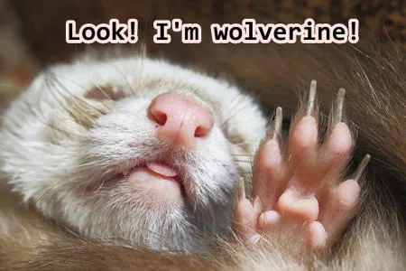 Wolverine kitten