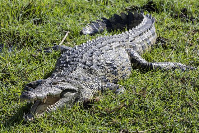 A crocodile in still water among vegetation