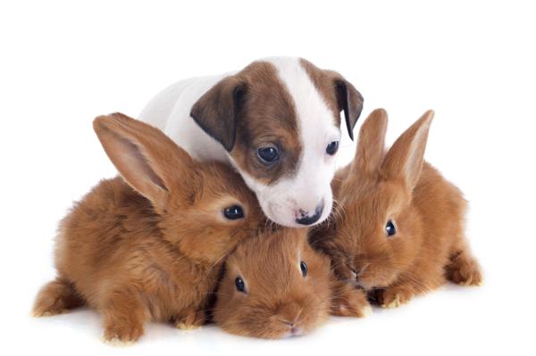 Jack Russell terrier and bunnies