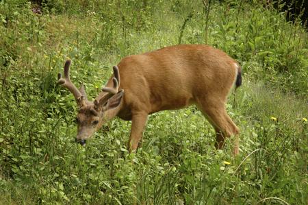 Black-tailed Deer Grazing