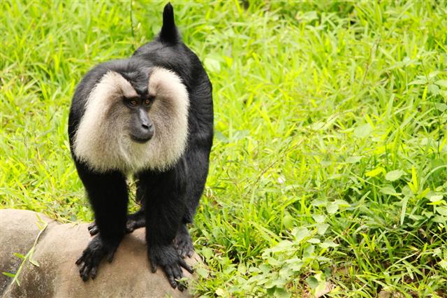 Monkey gazing at visitors