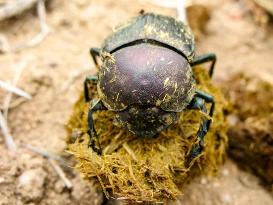 Dung beetle rolling dung ball