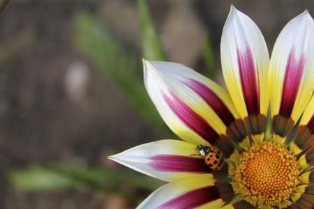 A bright orange gazania flower fully open in sunshine, a diurnal day-blooming plant