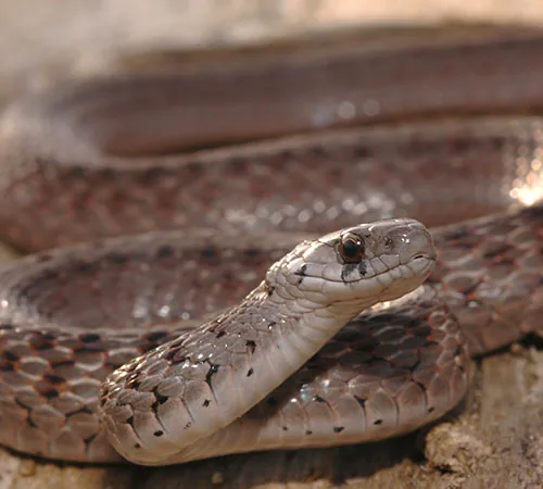 Midland brown snake looking up at the camera