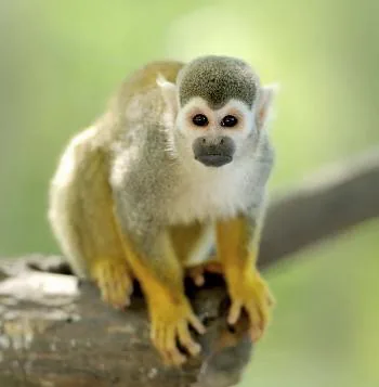 Squirrel monkey close-up showing distinctive black and white face