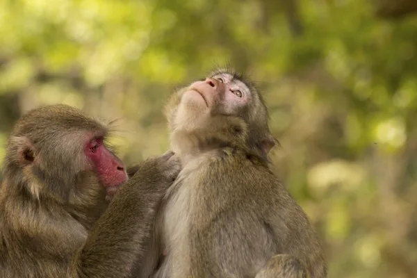 Two monkeys grooming each other, one picking through the other's fur