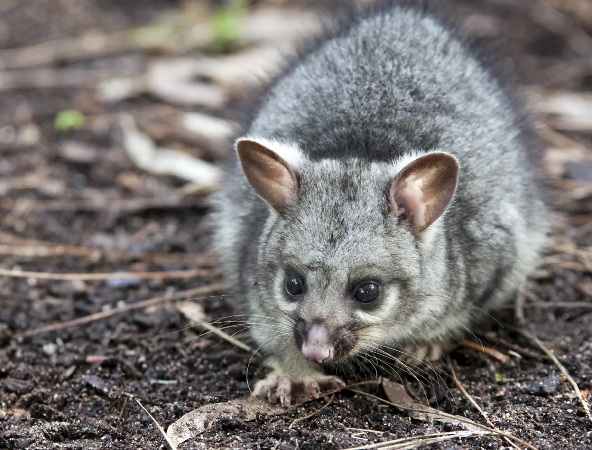 Common brushtail possum perched on a branch, showing its thick bushy tail and fox-like ears