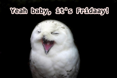 Party bird owl