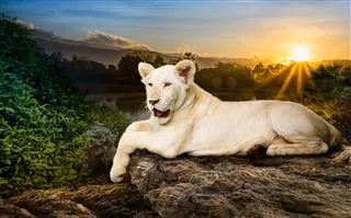 A rare white lion with a pale cream-colored coat