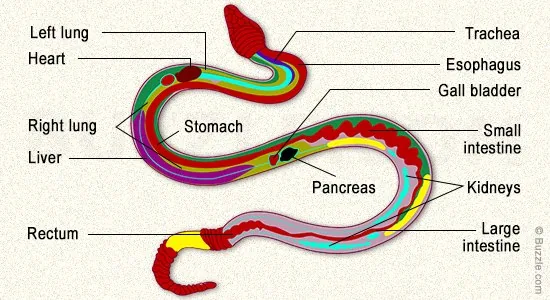 Diagram showing the digestive system of a snake from mouth to cloaca