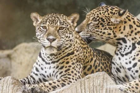 Two Amur leopards together