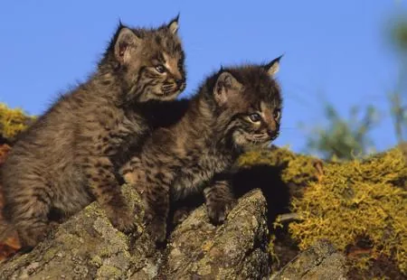 Two darker bobcat kittens with clear spots perched on a rock