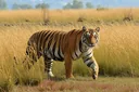 A List of Endangered Animals From Every Continent