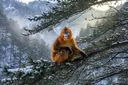 Endangered Monkeys List