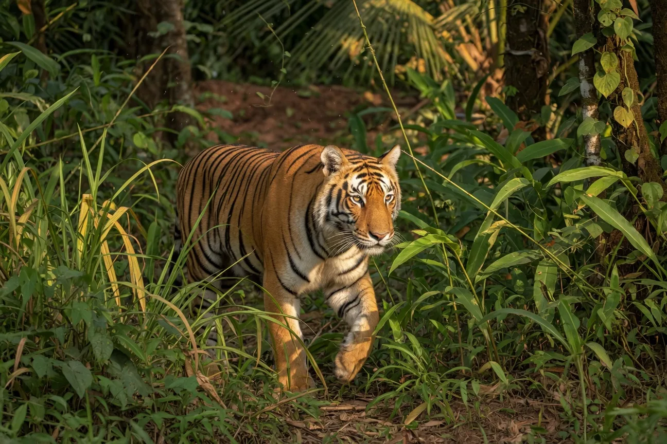 Bengal tiger prowling through dense jungle undergrowth