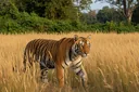 Subspecies of Endangered Tigers You Didn't Know About, But Should