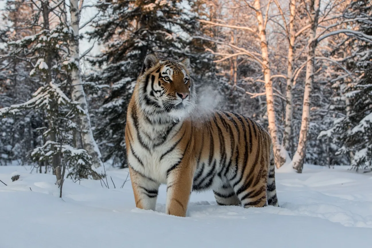 An Amur (Siberian) tiger standing in deep snow in the Russian Far East taiga forest