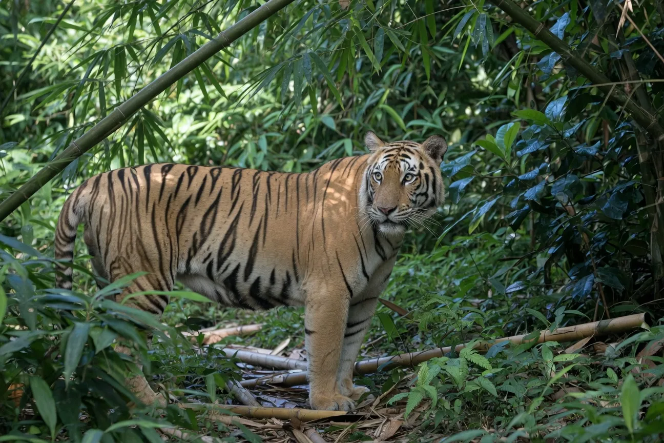 A South China tiger, the rarest living tiger subspecies, in dense subtropical forest