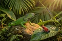 Examples of Cold-blooded Animals