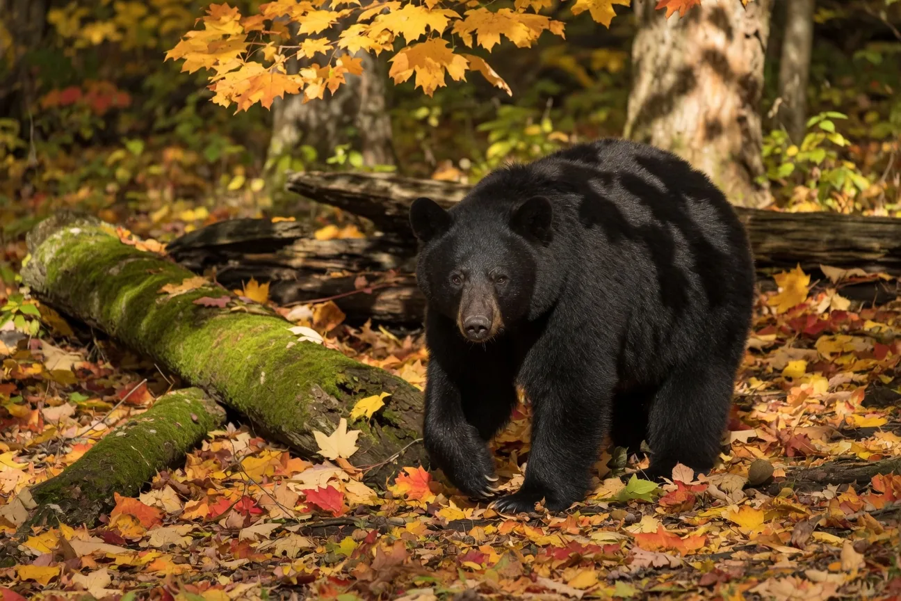 An American black bear foraging for food in the wild