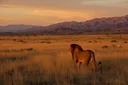 These Animals Went Extinct in the Last 100 Years. Know Why?