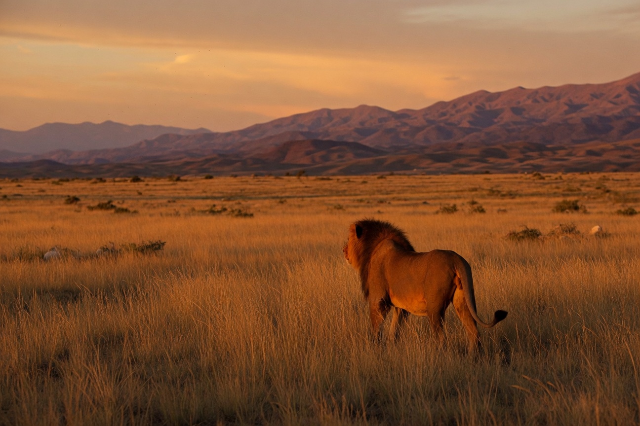 A male lion stands in tall golden grass facing left with mountains in the background under an orange sunset sky.