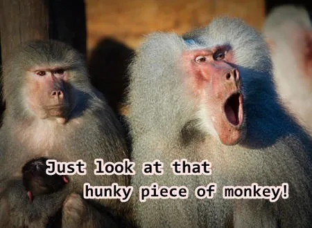 Surprised monkeys