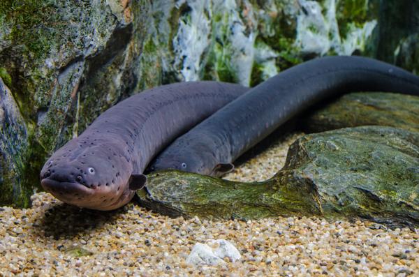 An electric eel gliding through dark river water