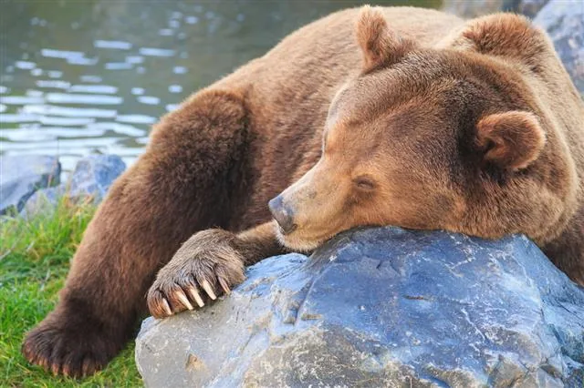 A brown bear sleeping with its head resting on a rock beside water