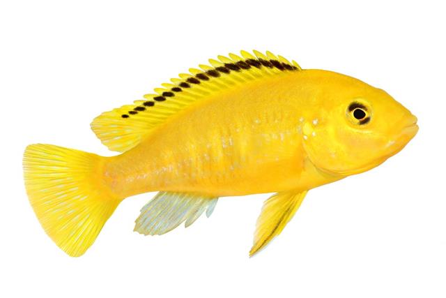 Electric yellow cichlid
