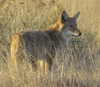 Coyote with a sandy desert coat