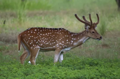 A chital, or spotted deer, of India