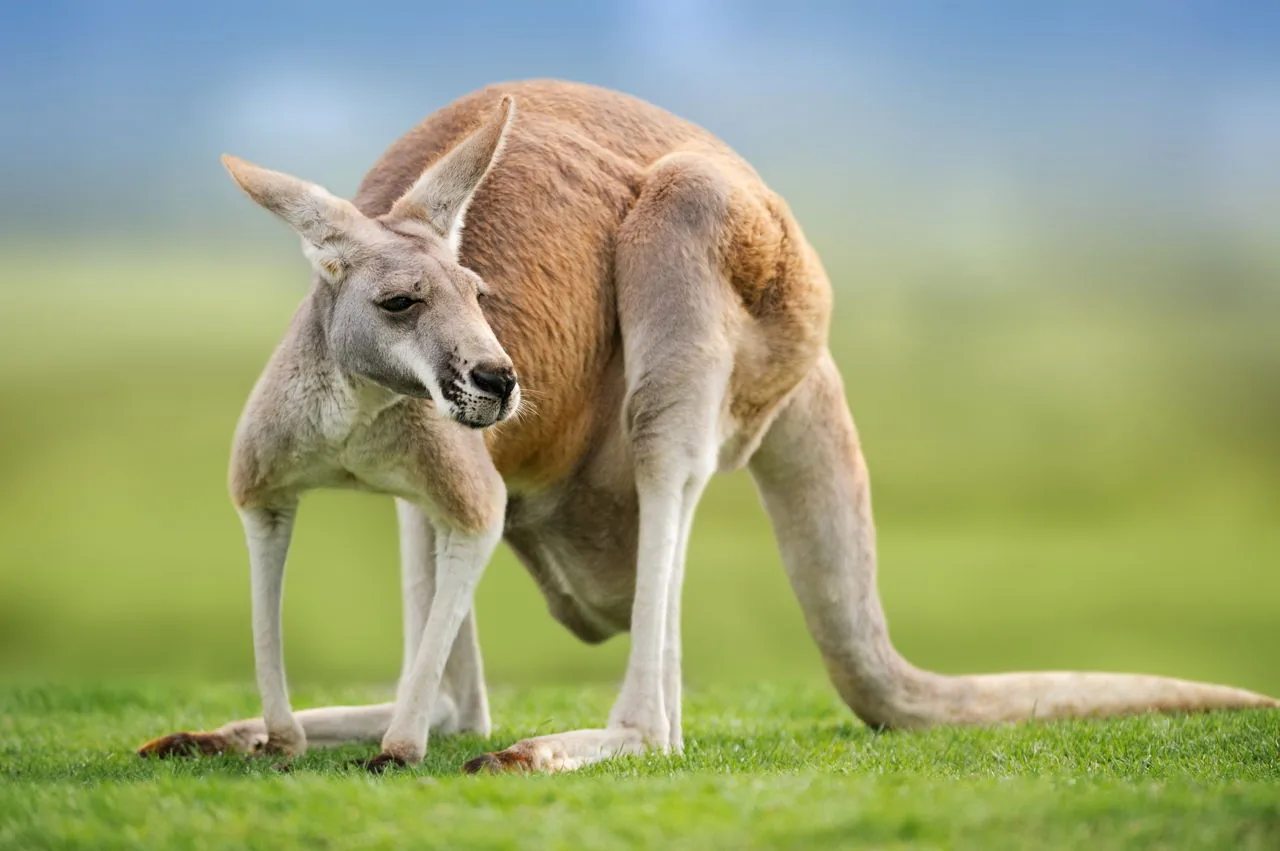 Red kangaroo portrait showing its tawny orange coat