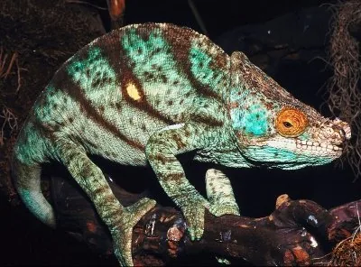 Parson's Chameleon on a branch in Madagascar