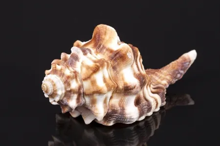 Horse Clam, large clam with tough outer skin