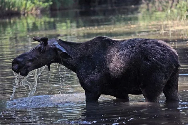 A moose feeding in a lake, head submerged to reach aquatic plants